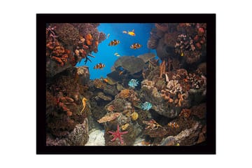 Innrammet trelerretsbilde - 41x56 cm - Fargerik undervannsscene med korallrev og svømmende fisk - Blå / Oransje / Grønn - Interiør - Maleri & posters - Lerretsbilder