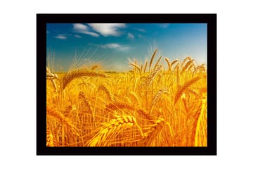 Innrammet trelerretsbilde - 41x56 cm - Gyldne hveteåkre under en klar himmel - Gull / Blå / Grønn - Interiør - Maleri & posters - Lerretsbilder