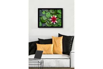 Innrammet trelerretsbilde - 41x56 cm - Vakker vannlilje som flyter på en stille vannoverflate omgitt av grønne vannliljeblader - Grønn / Rosa - Interiør - Maleri & posters - Lerretsbilder