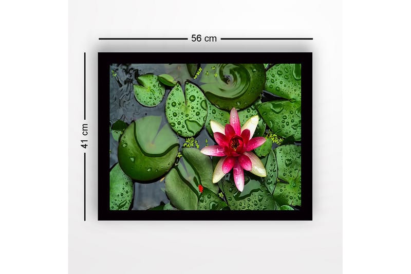 Innrammet trelerretsbilde - 41x56 cm - Vakker vannlilje som flyter på en stille vannoverflate omgitt av grønne vannliljeblader - Grønn / Rosa - Interiør - Maleri & posters - Lerretsbilder