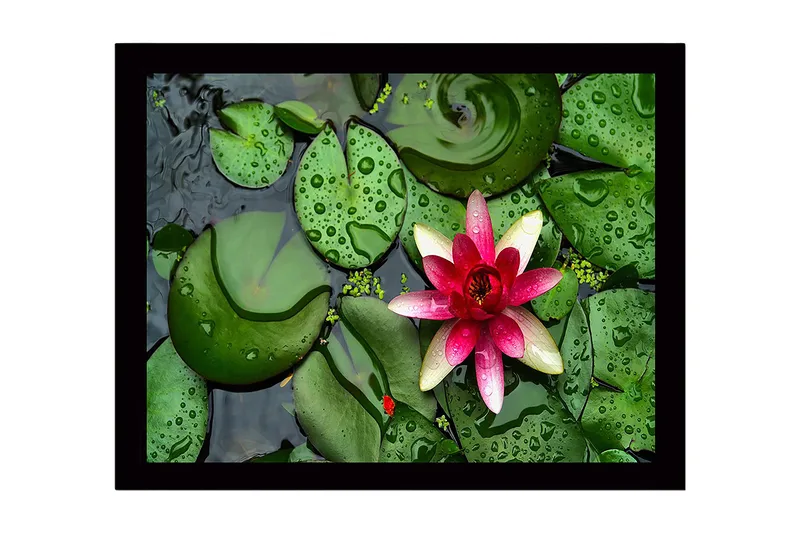 Innrammet trelerretsbilde - 41x56 cm - Vakker vannlilje som flyter på en stille vannoverflate omgitt av grønne vannliljeblader, Grønn / Rosa