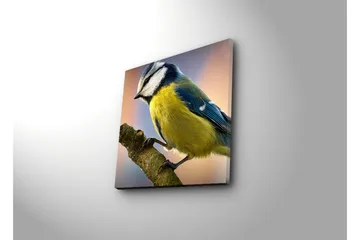 Lerretsbilde 45x45 cm - Blåmeis på en gren - Blå / Gul / Hvit - Interiør - Maleri & posters - Lerretsbilder