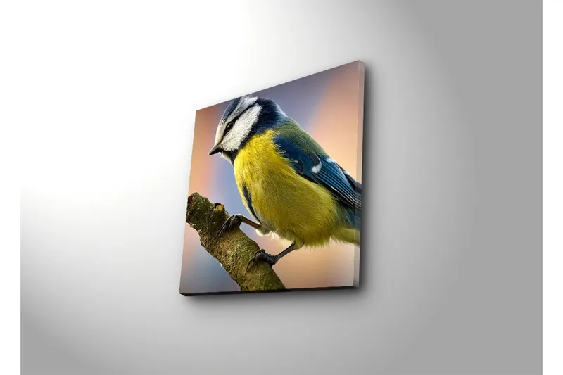 Lerretsbilde 45x45 cm - Blåmeis på en gren - Blå / Gul / Hvit - Interiør - Maleri & posters - Lerretsbilder