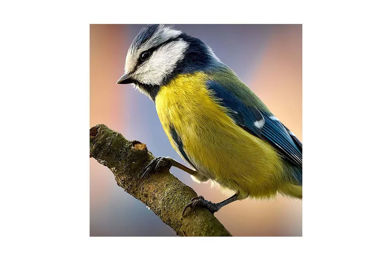 Lerretsbilde 45x45 cm - Blåmeis på en gren - Blå / Gul / Hvit - Interiør - Maleri & posters - Lerretsbilder