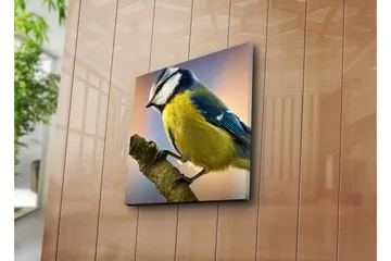 Lerretsbilde 45x45 cm - Blåmeis på en gren - Blå / Gul / Hvit - Interiør - Maleri & posters - Lerretsbilder