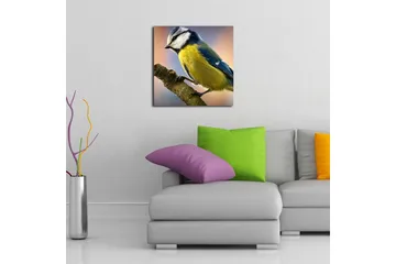 Lerretsbilde 45x45 cm - Blåmeis på en gren - Blå / Gul / Hvit - Interiør - Maleri & posters - Lerretsbilder