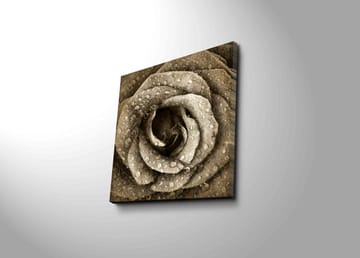 Lerretsbilde 45x45 cm - Detaljert rose med vanndråper - Grå / Beige - Interiør - Maleri & posters - Lerretsbilder