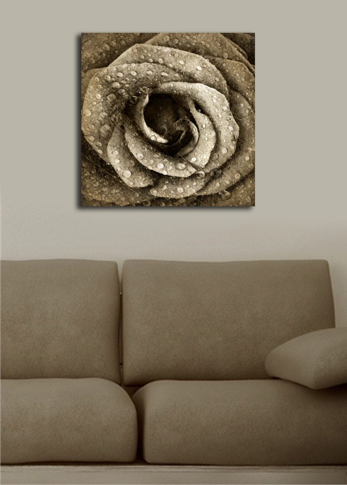 Lerretsbilde 45x45 cm - Detaljert rose med vanndråper - Grå / Beige - Interiør - Maleri & posters - Lerretsbilder