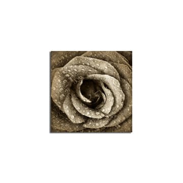 Lerretsbilde 45x45 cm - Detaljert rose med vanndråper - Grå / Beige - Interiør - Maleri & posters - Lerretsbilder