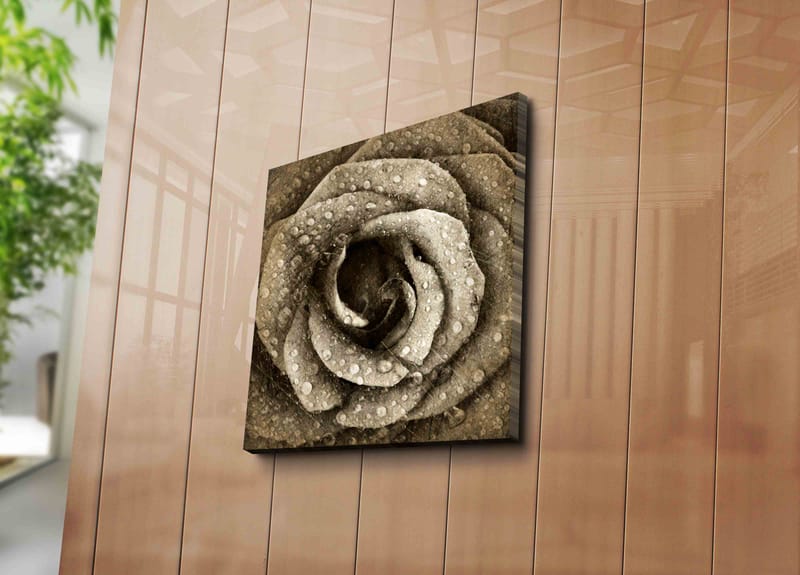 Lerretsbilde 45x45 cm - Detaljert rose med vanndråper - Grå / Beige - Interiør - Maleri & posters - Lerretsbilder