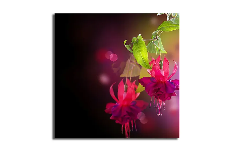 Lerretsbilde 45x45 cm - Fargerik hengende fuchsia med grønne blader, Rosa / Lilla / Grønn