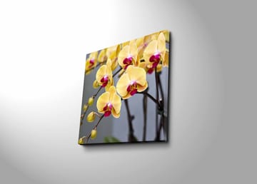 Lerretsbilde 45x45 cm - Fargerik orkidé med gule og rosa blomster - Gul / Rosa - Interiør - Maleri & posters - Lerretsbilder