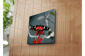 Lerretsbilde 45x45 cm - Fargerik sommerfugl på en blomst - Rød / Svart - Interiør - Maleri & posters - Lerretsbilder