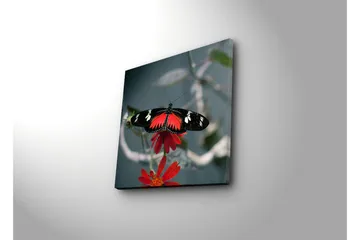 Lerretsbilde 45x45 cm - Fargerik sommerfugl på en blomst - Rød / Svart - Interiør - Maleri & posters - Lerretsbilder