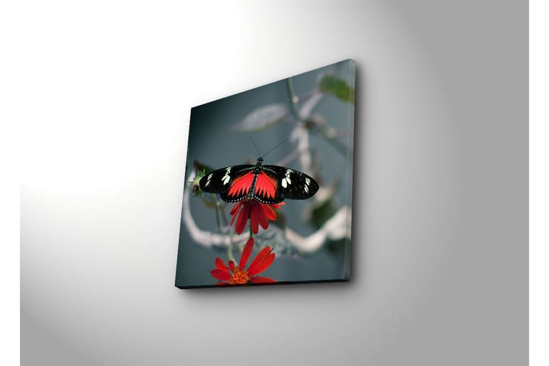Lerretsbilde 45x45 cm - Fargerik sommerfugl på en blomst - Rød / Svart - Interiør - Maleri & posters - Lerretsbilder