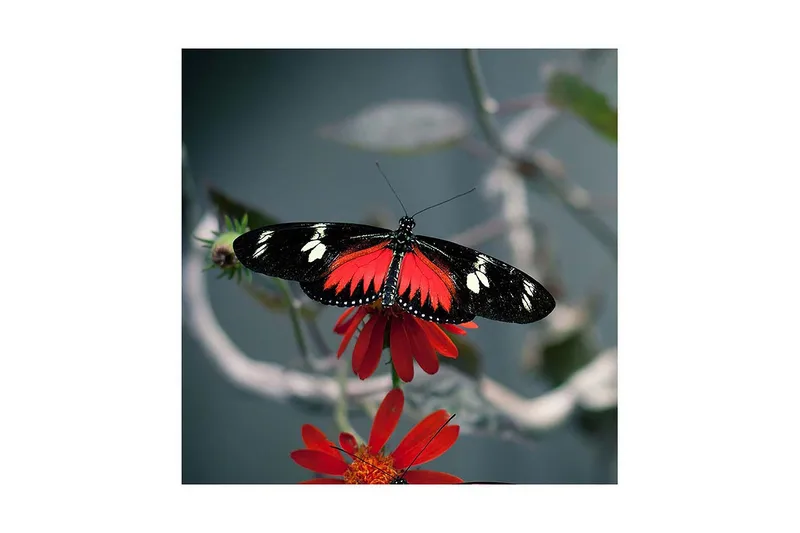 Lerretsbilde 45x45 cm - Fargerik sommerfugl på en blomst - Rød / Svart - Interiør - Maleri & posters - Lerretsbilder