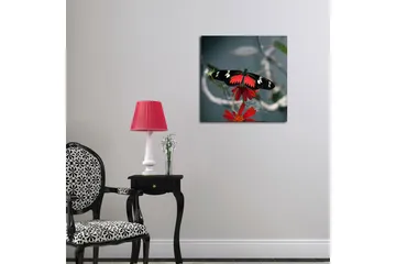 Lerretsbilde 45x45 cm - Fargerik sommerfugl på en blomst - Rød / Svart - Interiør - Maleri & posters - Lerretsbilder