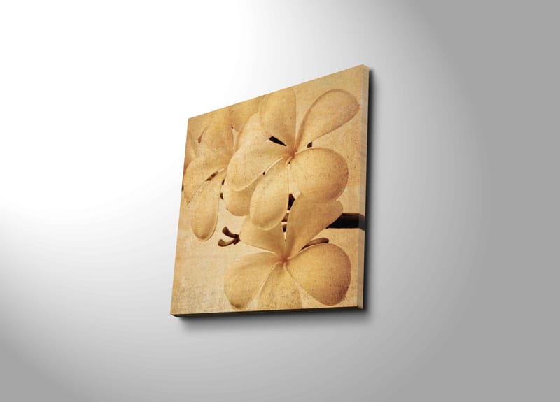 Lerretsbilde 45x45 cm - Hvit orkidé med myke kronblader - Hvit / Beige / Brun - Interiør - Maleri & posters - Lerretsbilder