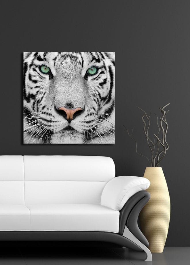 Lerretsbilde 45x45 cm - Nærbilde av en hvit tiger med intense øyne - Hvit / Svart / Grønn - Interiør - Maleri & posters - Lerretsbilder