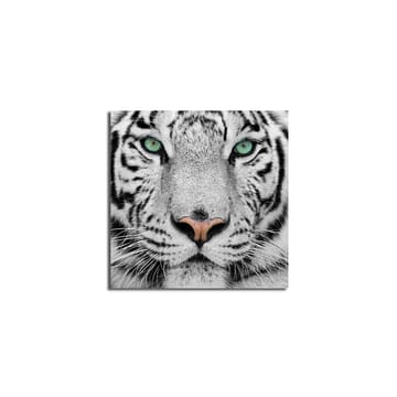 Lerretsbilde 45x45 cm - Nærbilde av en hvit tiger med intense øyne - Hvit / Svart / Grønn - Interiør - Maleri & posters - Lerretsbilder