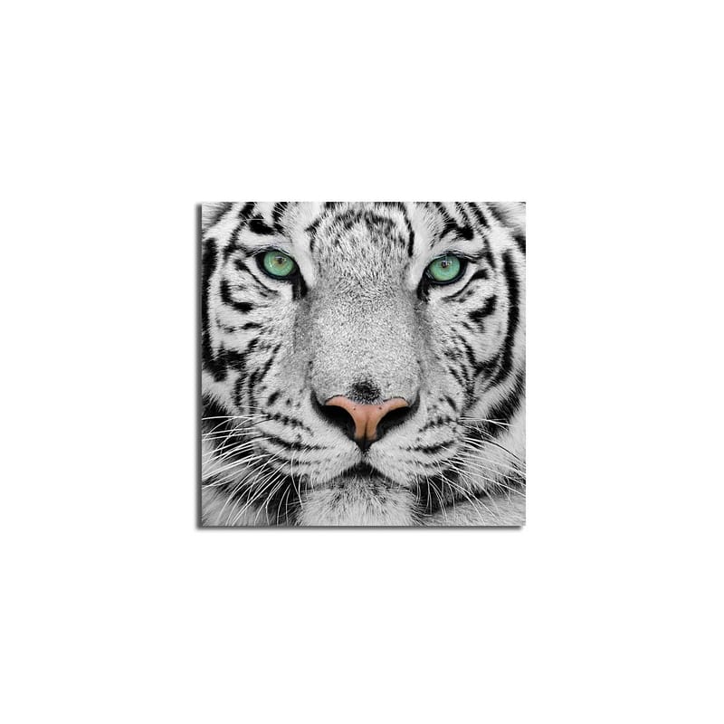 Lerretsbilde 45x45 cm - Nærbilde av en hvit tiger med intense øyne - Hvit / Svart / Grønn - Interiør - Maleri & posters - Lerretsbilder