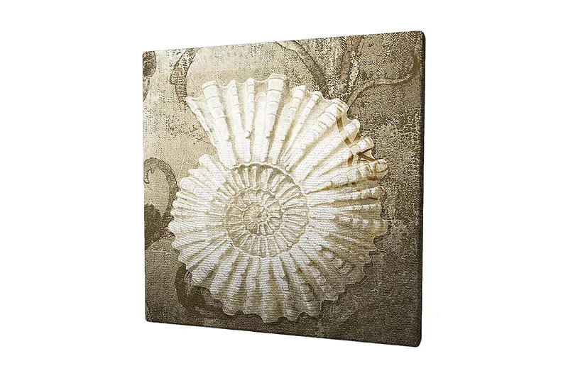 Lerretsbilde 45x45 cm - Skjell med detaljert struktur på en myk bakgrunn, Hvit / Beige / Grå