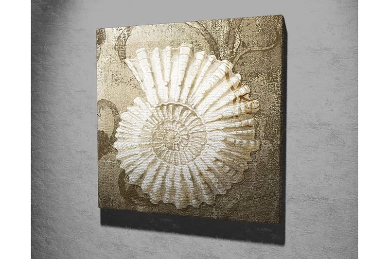 Lerretsbilde 45x45 cm - Skjell med detaljert struktur på en myk bakgrunn - Hvit / Beige / Grå - Interiør - Maleri & posters - Lerretsbilder