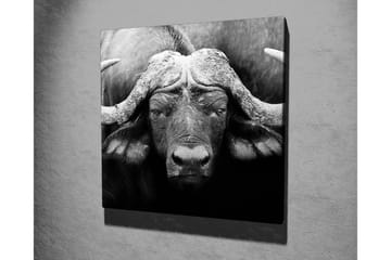 Lerretsbilde 45x45 cm - Storslått bøffel med kraftige horn - Svart / Grå - Interiør - Maleri & posters - Lerretsbilder
