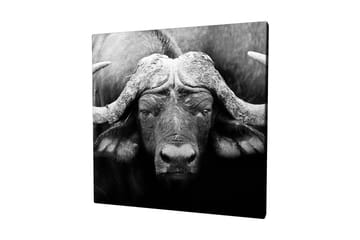 Lerretsbilde 45x45 cm - Storslått bøffel med kraftige horn - Svart / Grå - Interiør - Maleri & posters - Lerretsbilder