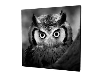 Lerretsbilde 45x45 cm - Svart-hvitt nærbilde av ugle med frostsprutede fjær og gjennomtrengende blikk - Svart / Hvit - Interiør - Maleri & posters - Lerretsbilder