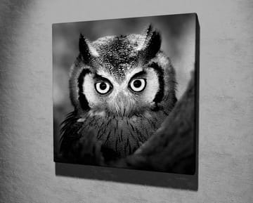Lerretsbilde 45x45 cm - Svart-hvitt nærbilde av ugle med frostsprutede fjær og gjennomtrengende blikk - Svart / Hvit - Interiør - Maleri & posters - Lerretsbilder