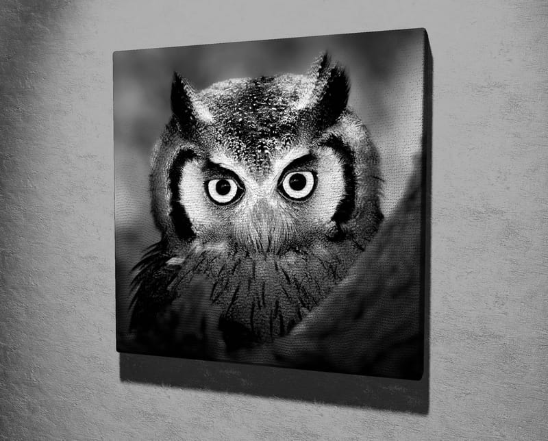 Lerretsbilde 45x45 cm - Svart-hvitt nærbilde av ugle med frostsprutede fjær og gjennomtrengende blikk - Svart / Hvit - Interiør - Maleri & posters - Lerretsbilder