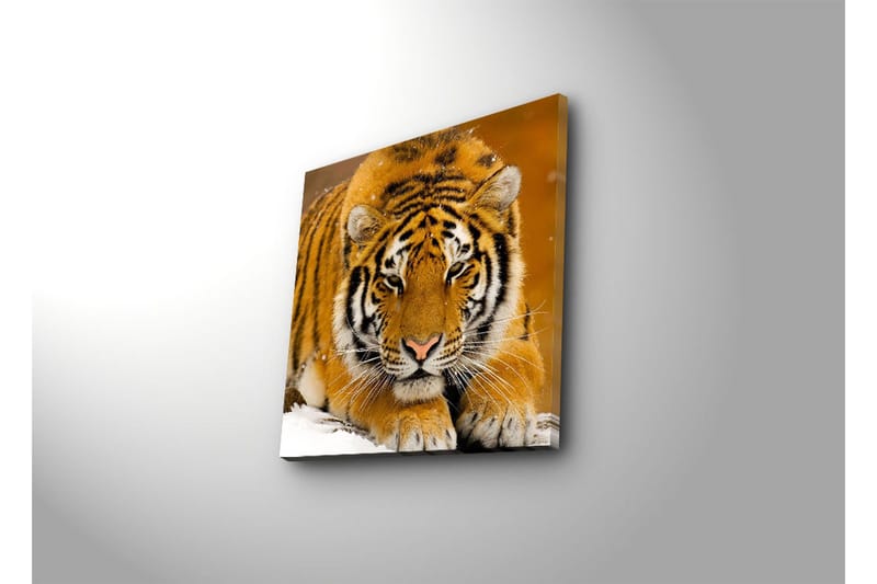 Lerretsbilde 45x45 cm - Tiger ligger på snøen med intenst blikk - Oransje / Svart / Hvit - Interiør - Maleri & posters - Lerretsbilder