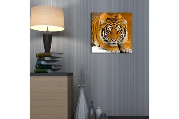Lerretsbilde 45x45 cm - Tiger ligger på snøen med intenst blikk - Oransje / Svart / Hvit - Interiør - Maleri & posters - Lerretsbilder