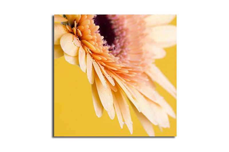 Lerretsbilde 45x45 cm - Vakker blomst med fargerike kronblader og vanndråper, Lys rosa / Gul / Lilla