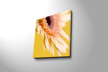 Lerretsbilde 45x45 cm - Vakker blomst med fargerike kronblader og vanndråper - Lys rosa / Gul / Lilla - Interiør - Maleri & posters - Lerretsbilder