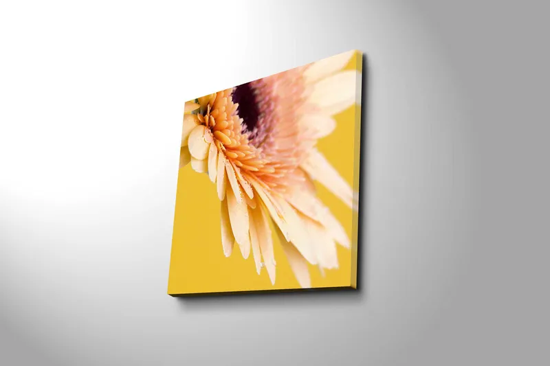 Lerretsbilde 45x45 cm - Vakker blomst med fargerike kronblader og vanndråper - Lys rosa / Gul / Lilla - Interiør - Maleri & posters - Lerretsbilder