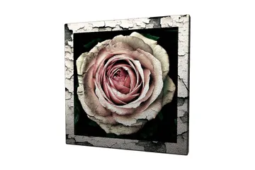 Lerretsbilde 45x45 cm - Vakker rose med detaljert tekstur og fargenyanser - Rosa / Grå / Svart - Interiør - Maleri & posters - Lerretsbilder