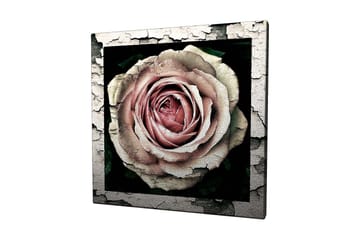 Lerretsbilde 45x45 cm - Vakker rose med detaljert tekstur og fargenyanser - Rosa / Grå / Svart - Interiør - Maleri & posters - Lerretsbilder