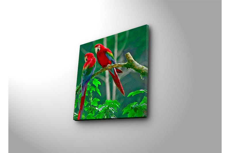 Lerretsbilde 45x45 cm - Par fargerike papegøyer på en gren - Rød / Grønn / Blå - Interiør - Maleri & posters - Lerretsbilder