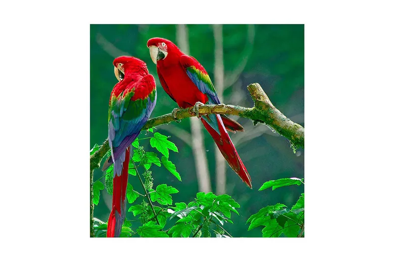 Lerretsbilde 45x45 cm - Par fargerike papegøyer på en gren - Rød / Grønn / Blå - Interiør - Maleri & posters - Lerretsbilder