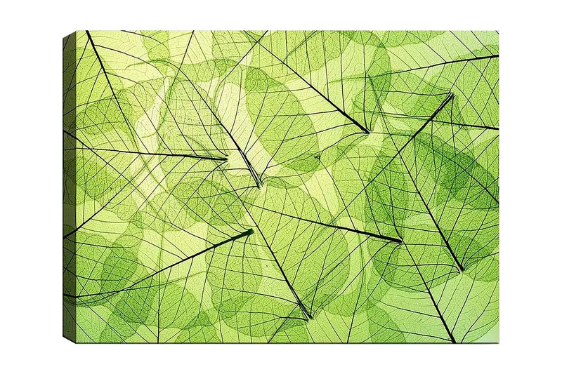 Lerretsbilde 70x100 cm - Abstrakt komposisjon av gjennomsiktige blader i forskjellige grønnfarger, Lys grønn / Mørkegrønn / Svart