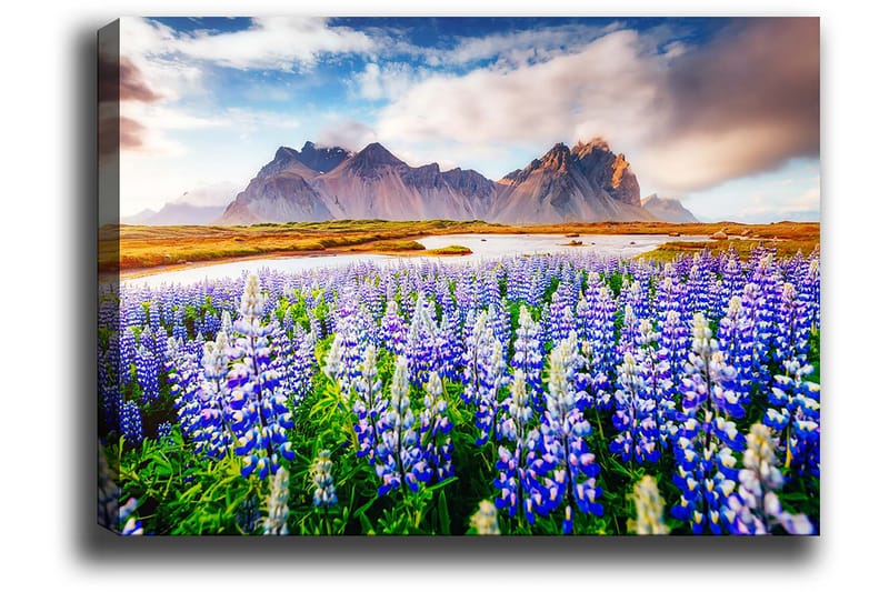 Lerretsbilde 70x100 cm - Blomstrende eng med lupiner i forskjellige nyanser av blått og hvitt, omgitt av majestetiske fjell i bakgrunnen - Blå / Hvit / Grønn - Interiør - Maleri & posters - Lerretsbilder