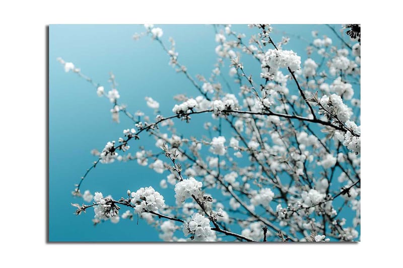 Lerretsbilde 70x100 cm - Blomstrende grener mot en klar, blå bakgrunn, Hvit / Lys blå