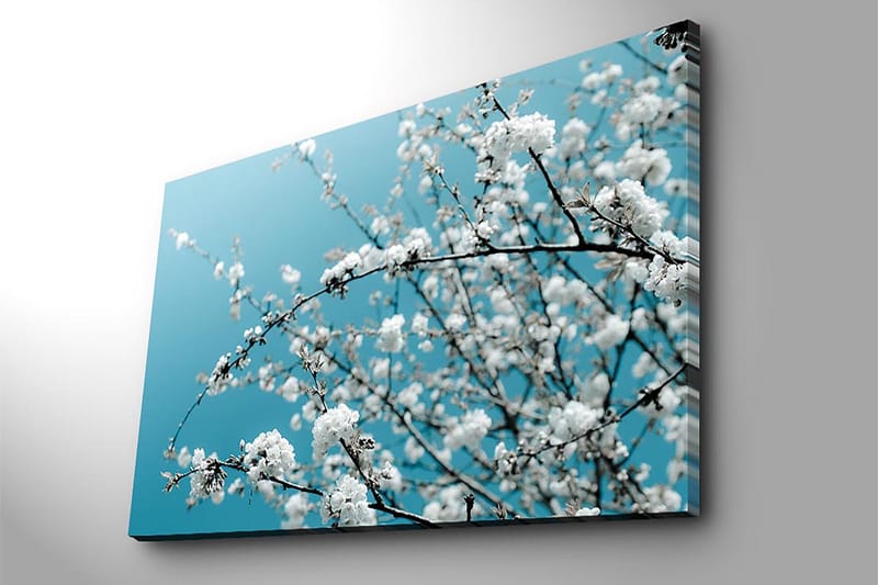 Lerretsbilde 70x100 cm - Blomstrende grener mot en klar, blå bakgrunn - Hvit / Lys blå - Interiør - Maleri & posters - Lerretsbilder