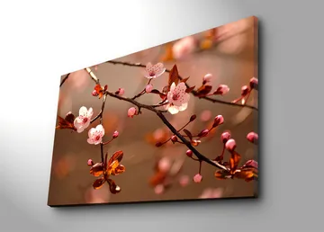 Lerretsbilde 70x100 cm - Blomstrende kirsebærgrener med rosa blomster og brune blader - Rosa / Brun - Interiør - Maleri & posters - Lerretsbilder
