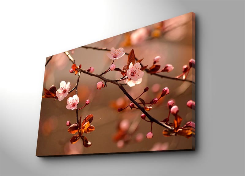Lerretsbilde 70x100 cm - Blomstrende kirsebærgrener med rosa blomster og brune blader, Rosa / Brun