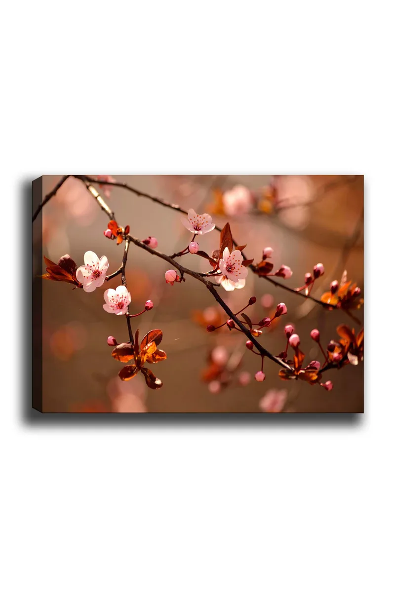 Lerretsbilde 70x100 cm - Blomstrende kirsebærgrener med rosa blomster og knopper, Rosa / Brun / Mørk rød