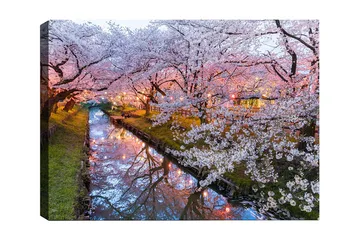 Lerretsbilde 70x100 cm - Blomstrende kirsebærtrær ved en stille kanal i skumringen - Rosa / Hvit / Grønn - Interiør - Maleri & posters - Lerretsbilder