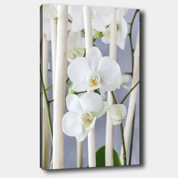 Lerretsbilde 70x100 cm - Elegant komposisjon av hvite orkideer som vokser mellom lyse stilker - Hvit / Grønn - Interiør - Maleri & posters - Lerretsbilder